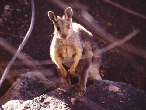 Image of Black-flanked Rock Wallaby