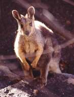 Image of Black-flanked Rock Wallaby