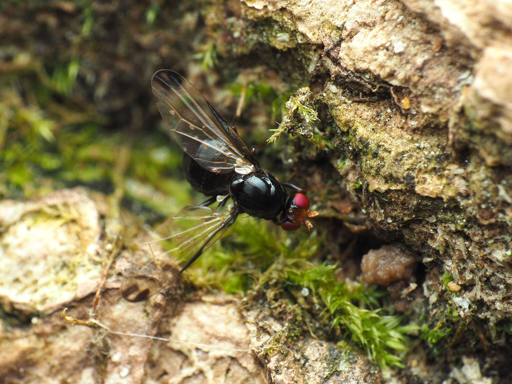 Image of Pseudoseioptera albipes (Cresson 1919)