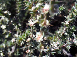 Image of Prickly Russian-Thistle