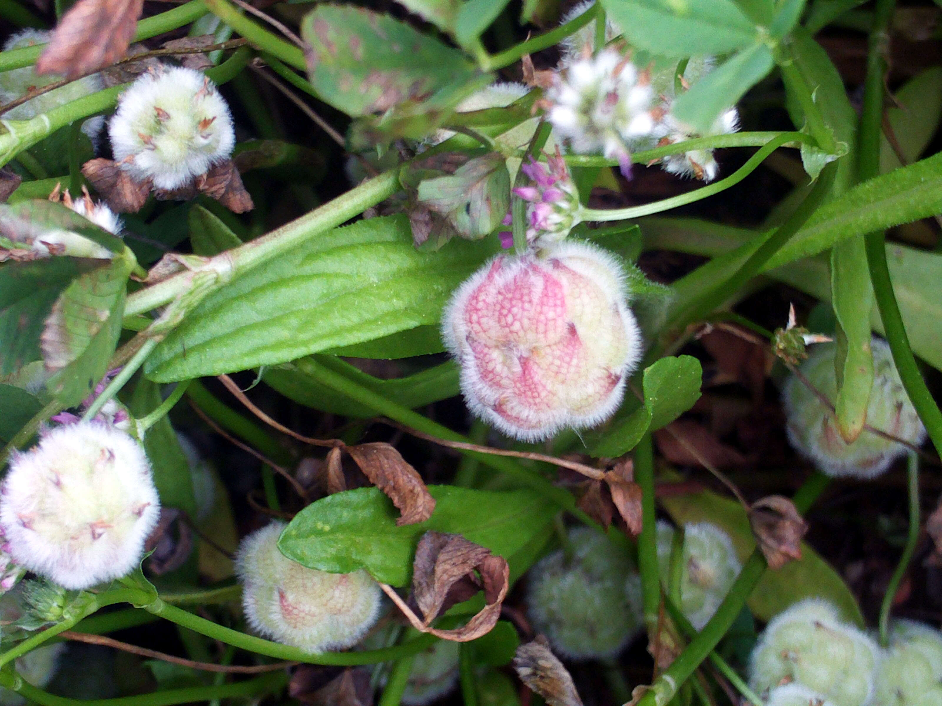 Image of strawberry clover