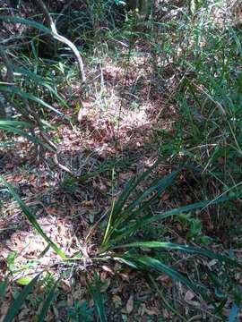 Plancia ëd Dianella ensifolia (L.) Redouté