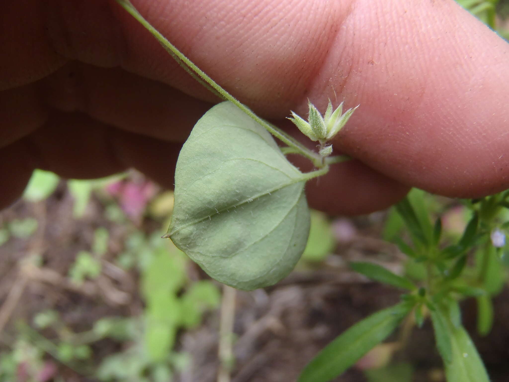 Image of Fendler's drymary