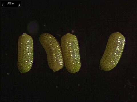 Image of small waterwort