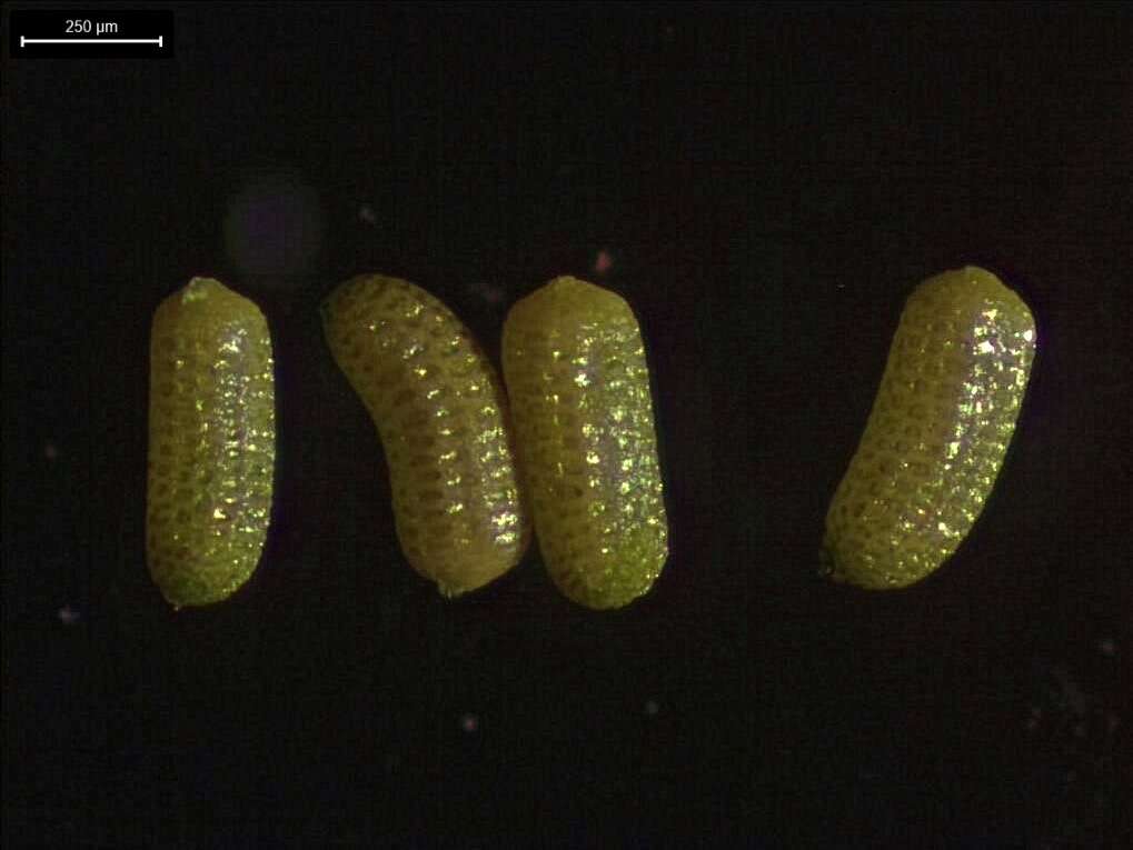 Image of small waterwort