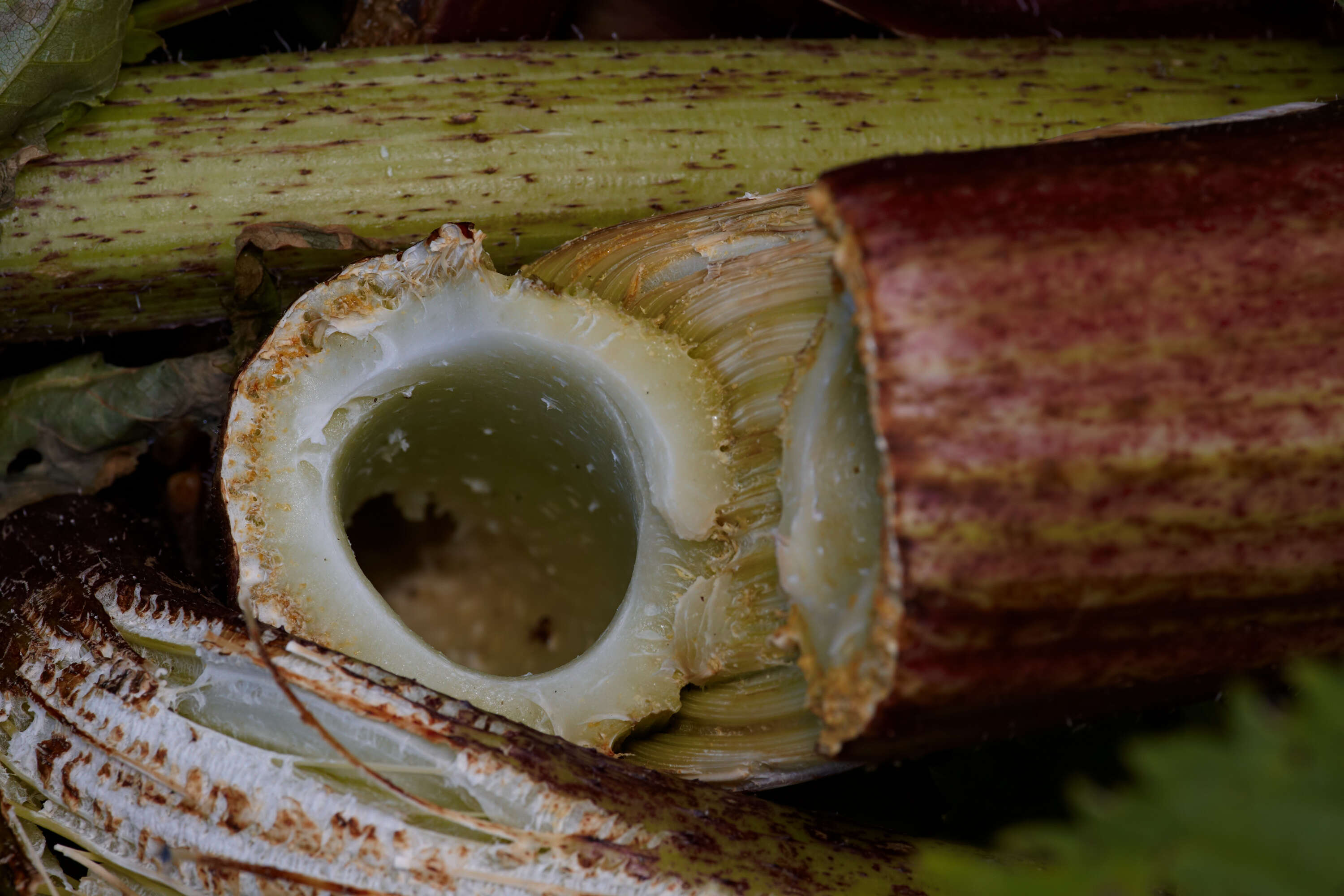 Image of Mantegazzi's Cow-Parsnip