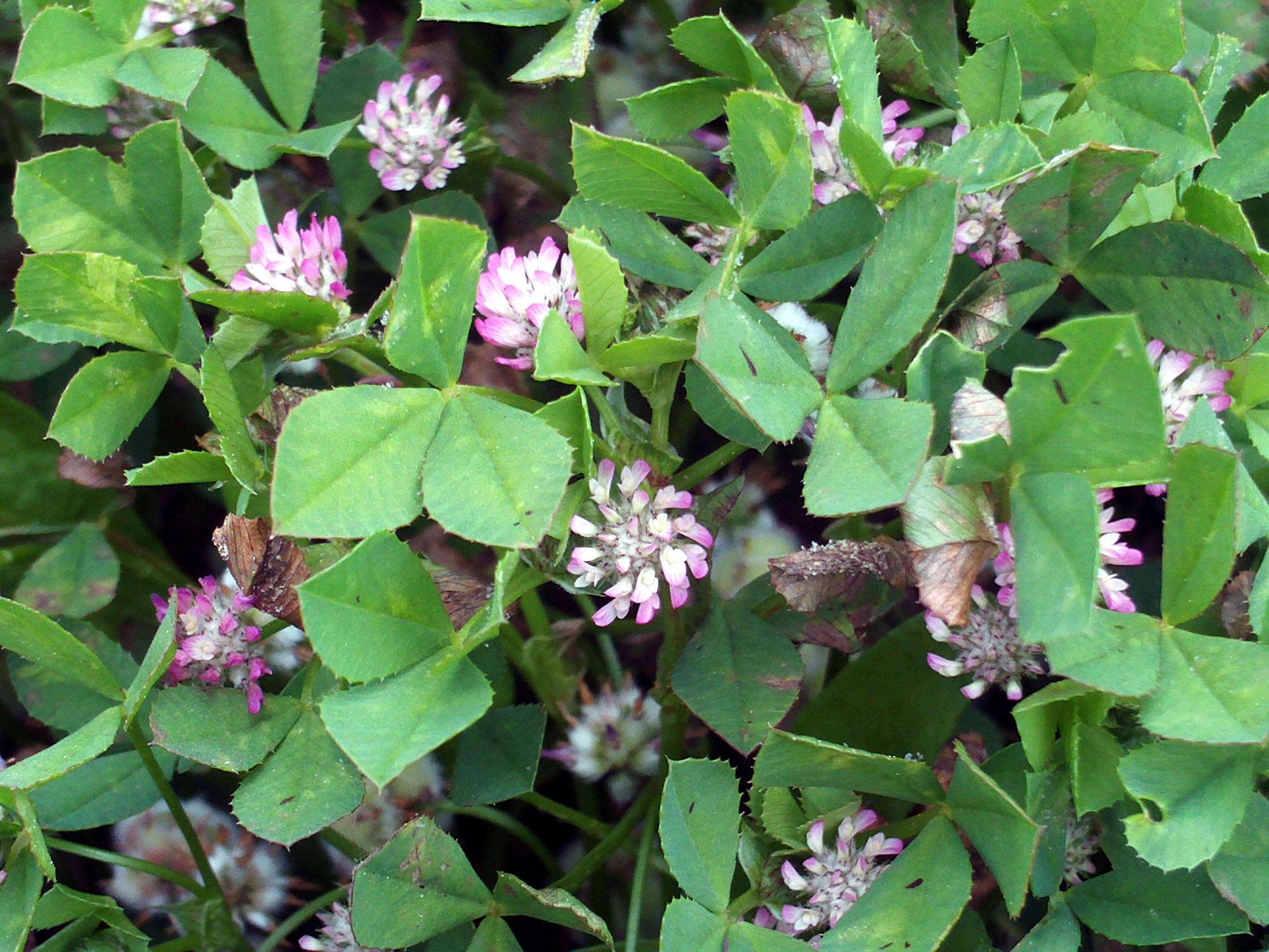 Image of strawberry clover