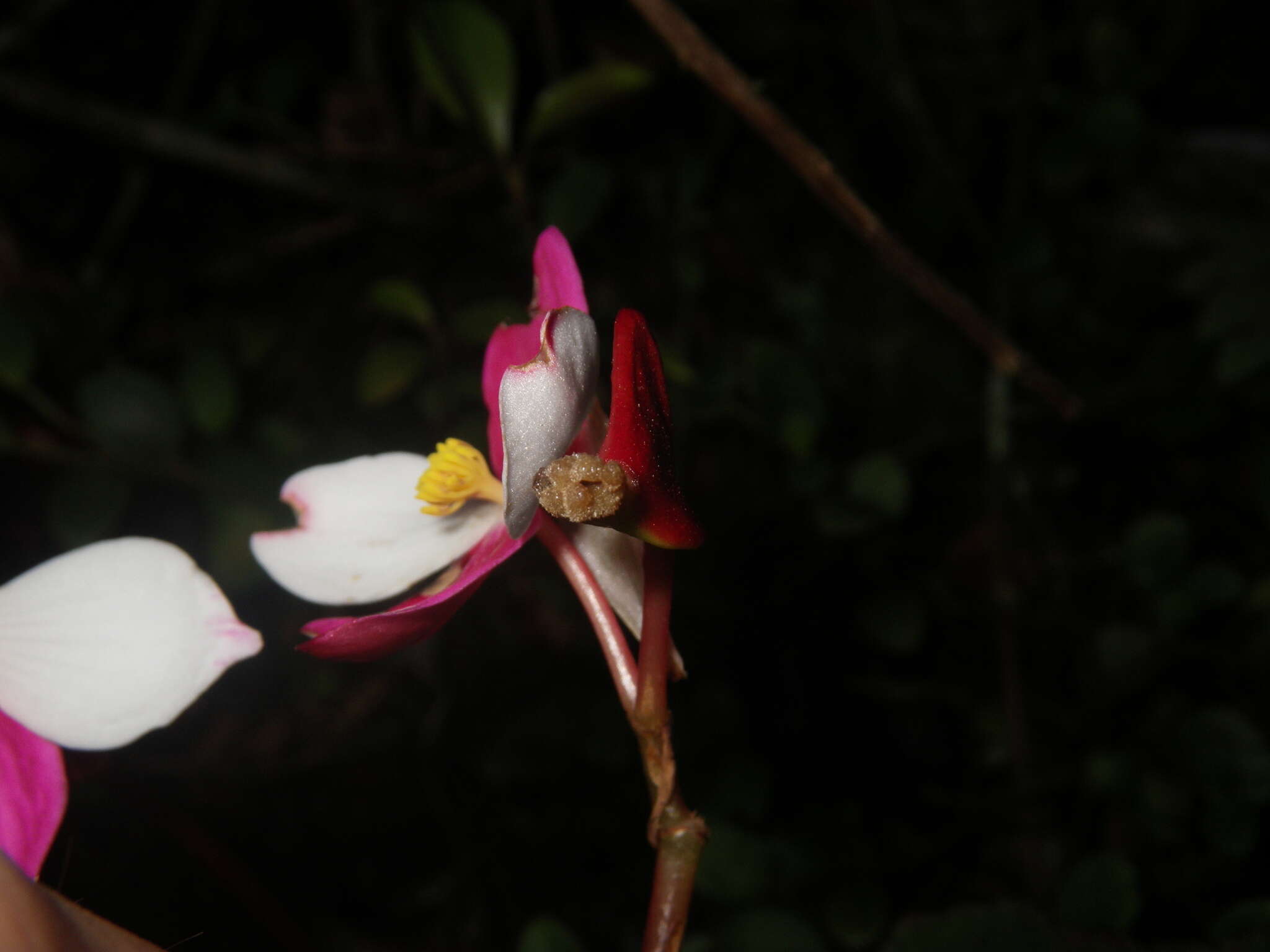 Image of Begonia betsimisaraka Humbert