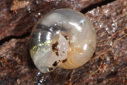 Image of common crystal snail