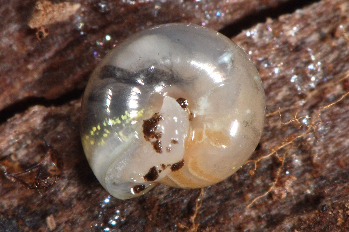 Image of common crystal snail