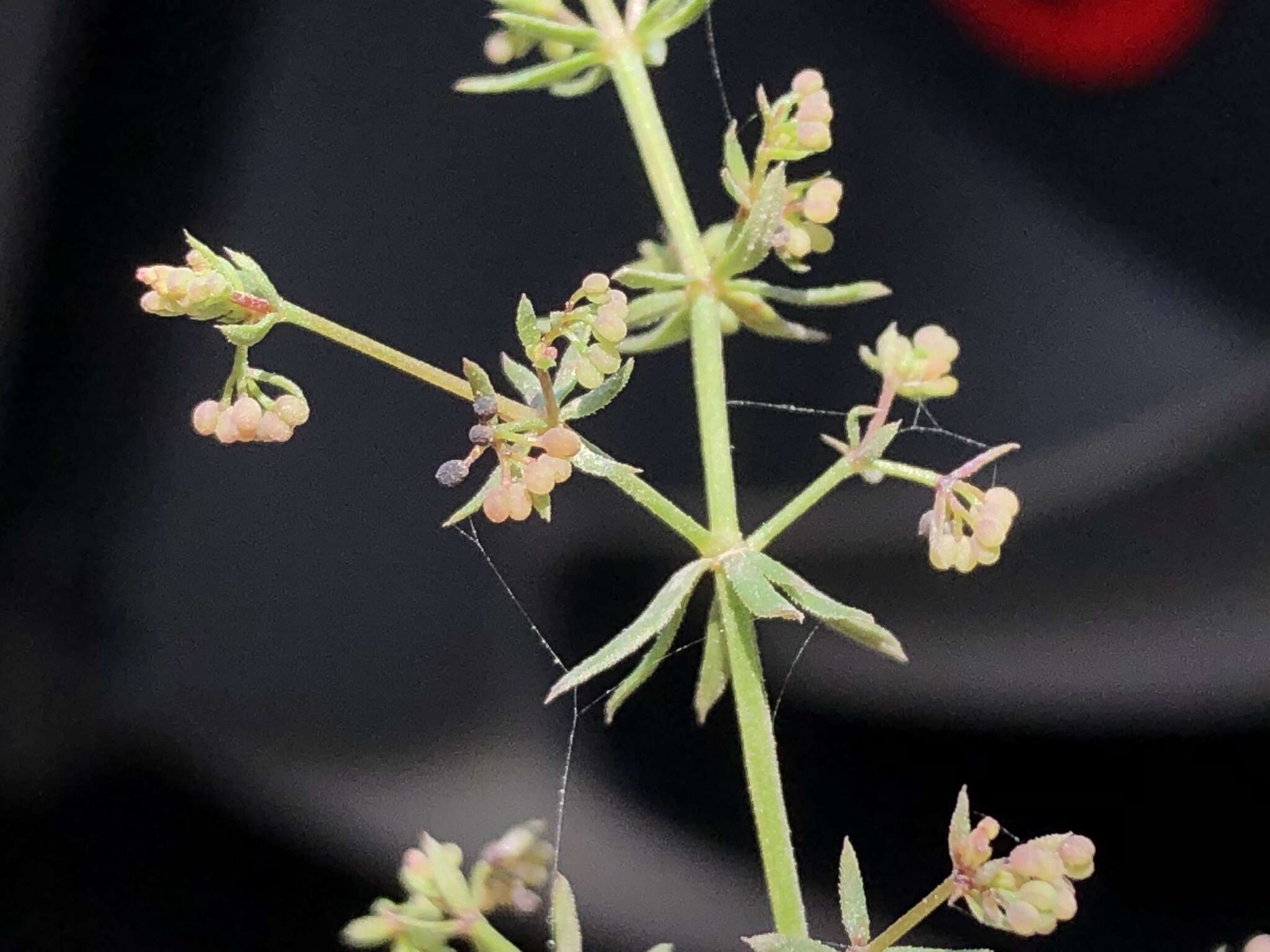 Image of Lamarck's bedstraw