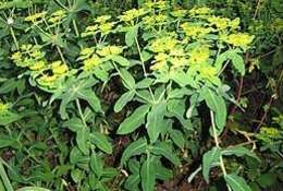 Image of eggleaf spurge