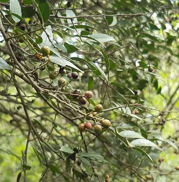 Image of Zanthoxylum rhoifolium Lam.