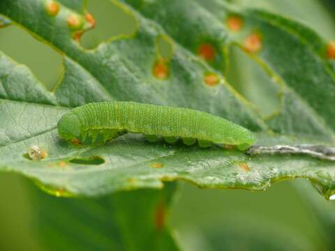 Imagem de Gonepteryx rhamni (Linnaeus 1758)