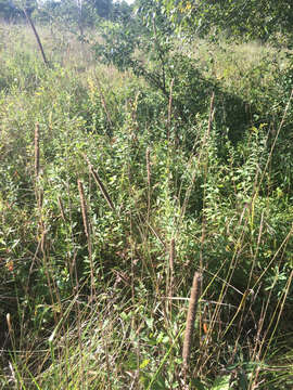 Image of Phleum pratense subsp. pratense