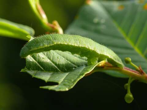 Imagem de Gonepteryx rhamni (Linnaeus 1758)