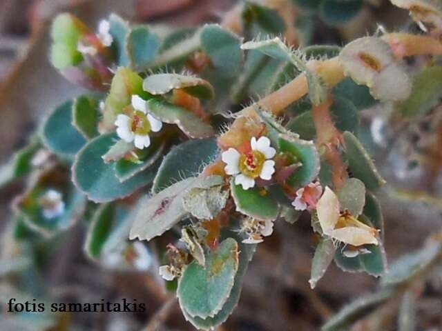 Image of Euphorbia chamaesyce L.