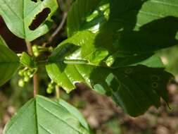 Imagem de Gonepteryx rhamni (Linnaeus 1758)