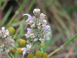 Monarda citriodora var. citriodora resmi