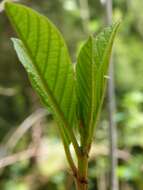 Imagem de Gonepteryx rhamni (Linnaeus 1758)