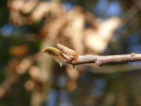 Imagem de Gonepteryx rhamni (Linnaeus 1758)