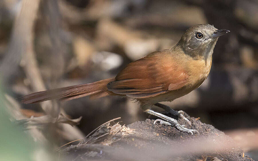 Image of White-lored Spinetail