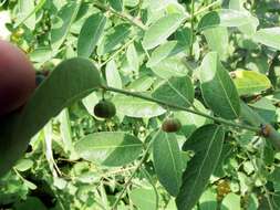 Image of Potato bush