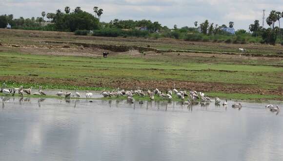 صورة Pelecanus philippensis Gmelin & JF 1789