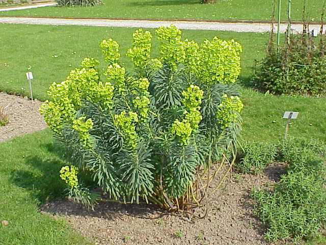 Image of Albanian spurge