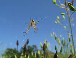 Image of Neoscona adianta (Walckenaer 1802)