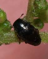 Image of Nettle Pollen Beetle