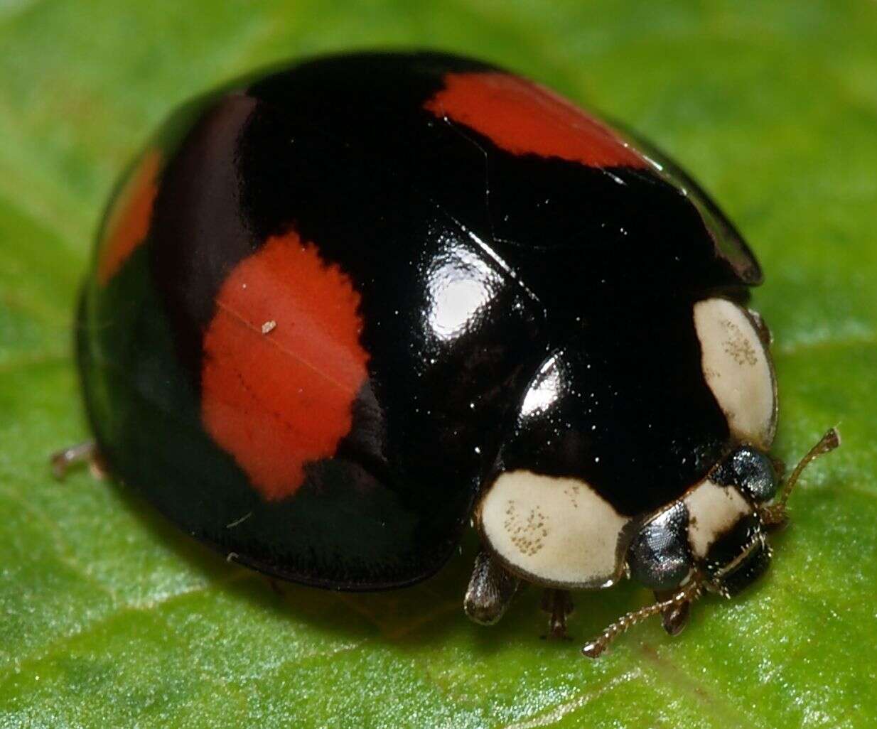 Image of Harmonia axyridis (Pallas 1773)