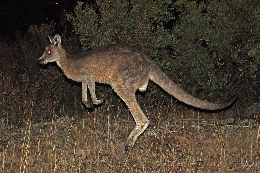 Image of kangaroo