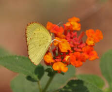 Image of Broad-bordered Grass Yellow