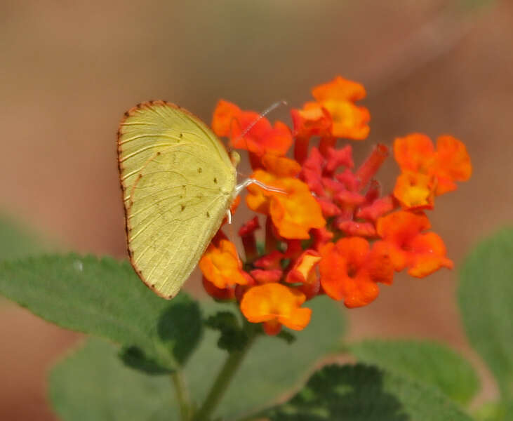 Image of Broad-bordered Grass Yellow