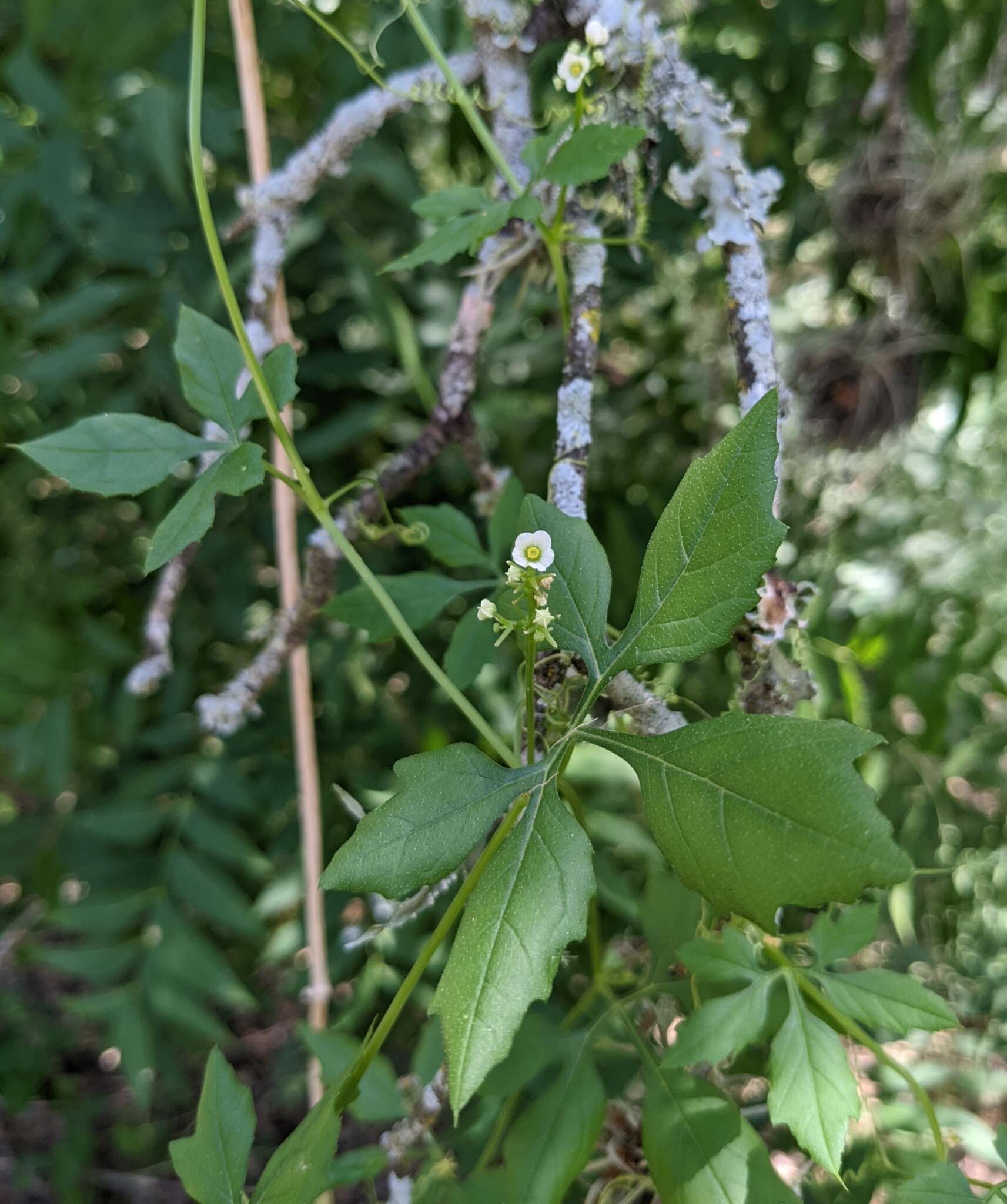 Image of Naudin's cyclanthera