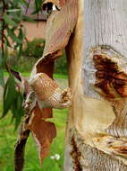 Image of snow gum