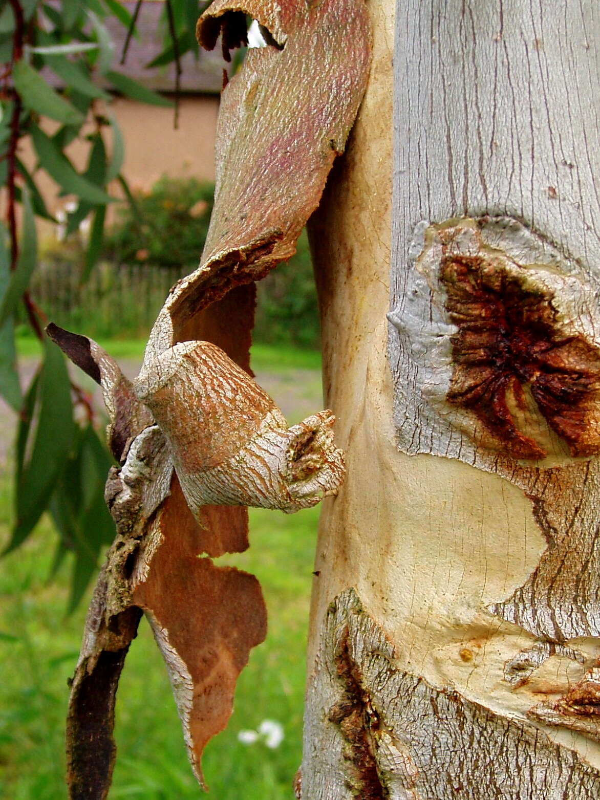 Image of snow gum