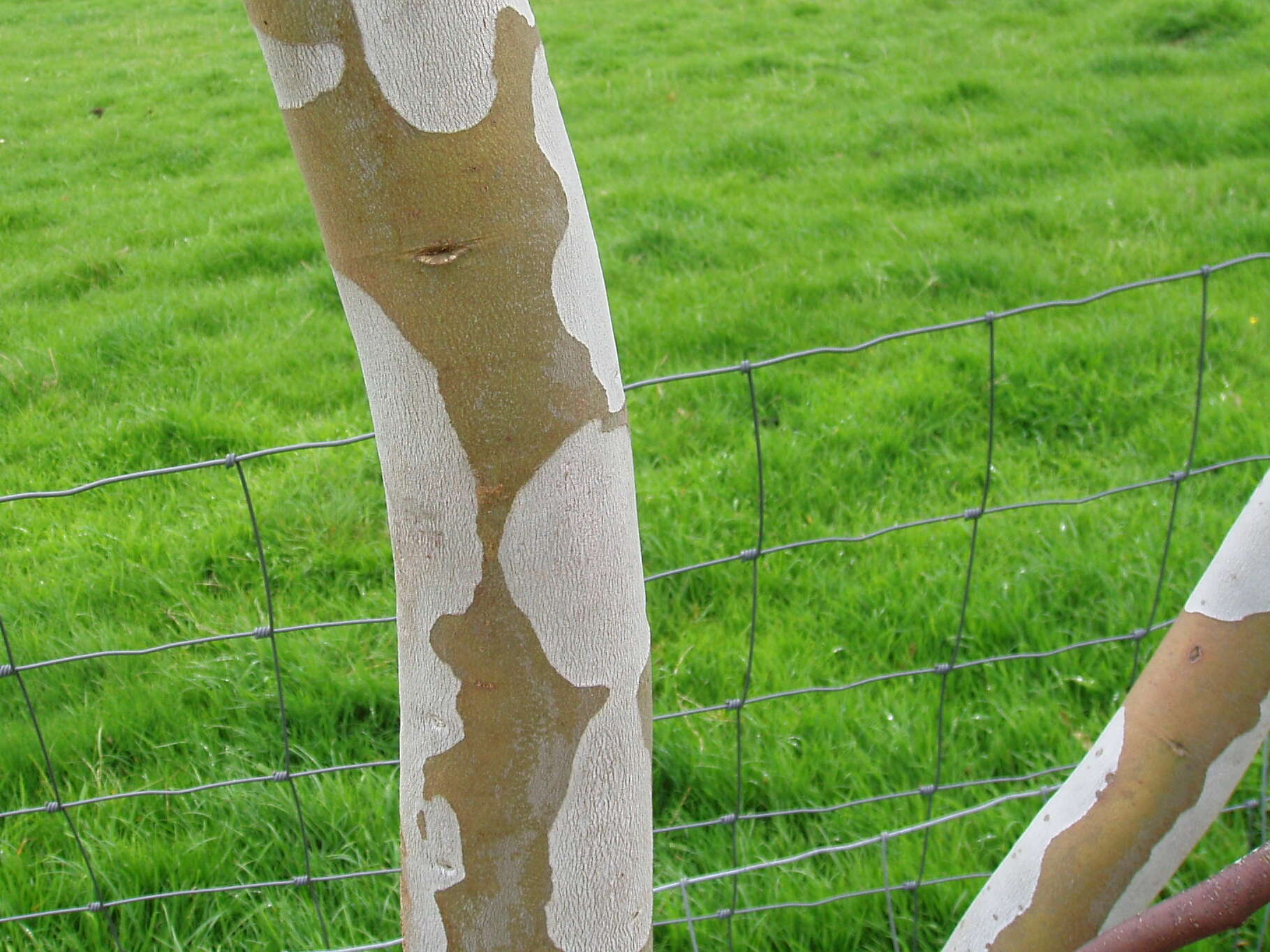 Image of snow gum