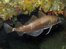 Image of Capelin