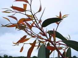 Image of snow gum