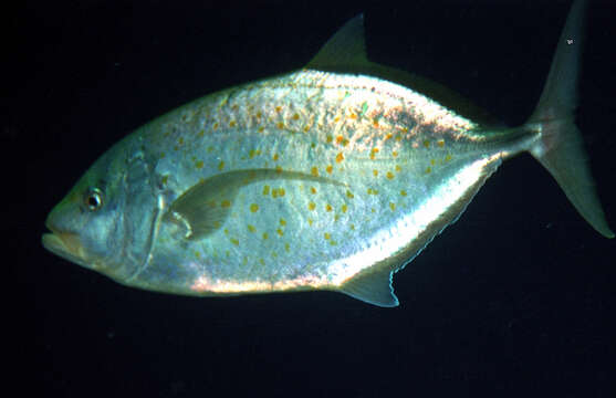 Image of Orange spotted trevally