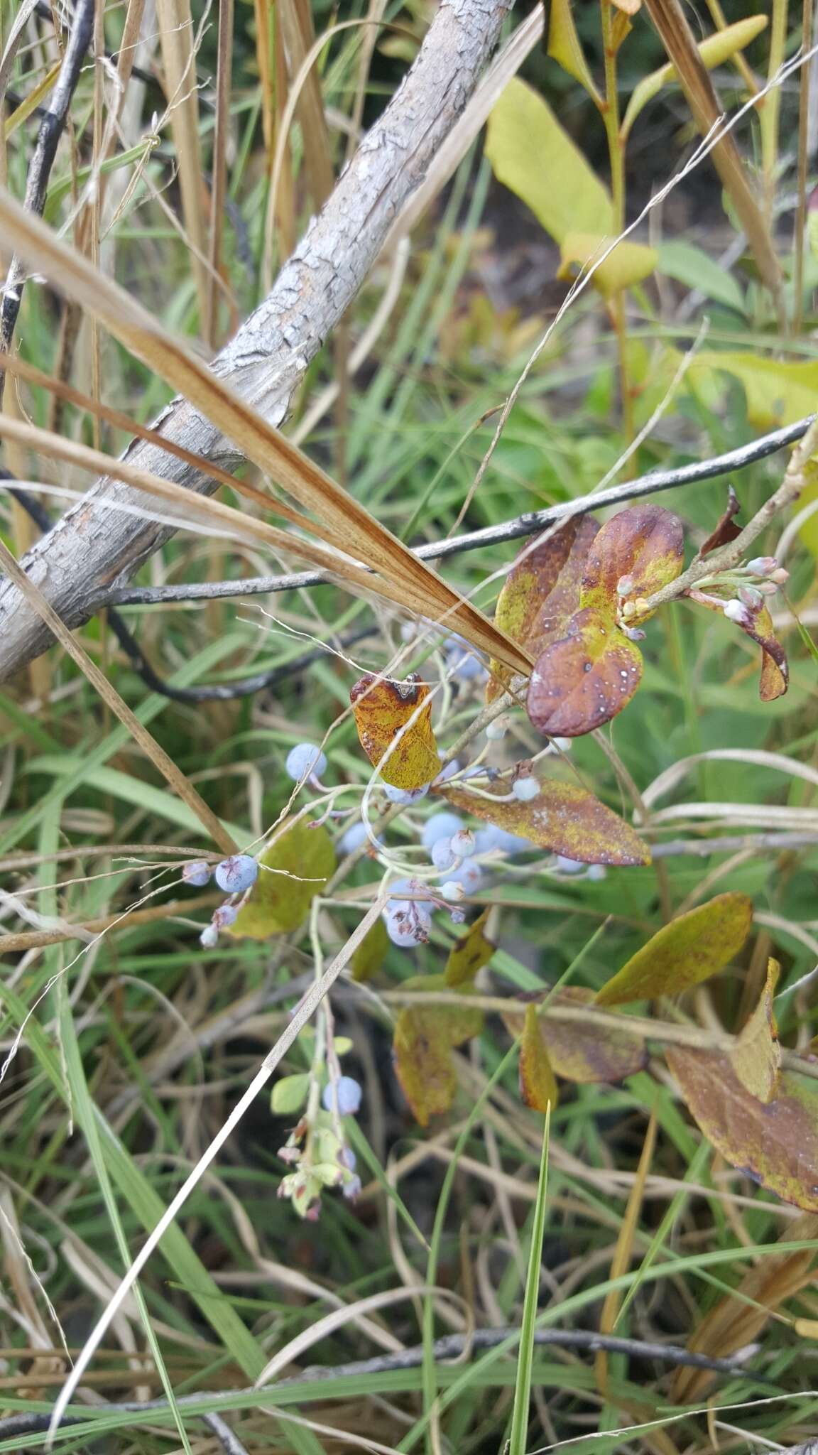 Image of Confederate huckleberry