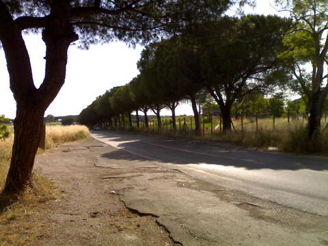 Image of Italian Stone Pine