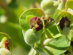 Image of Albanian spurge