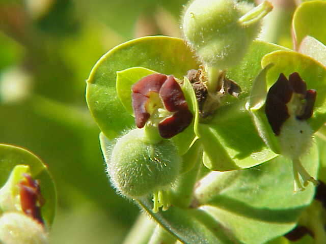 Image of Albanian spurge