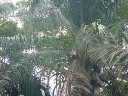 Image of Collared Mangabey