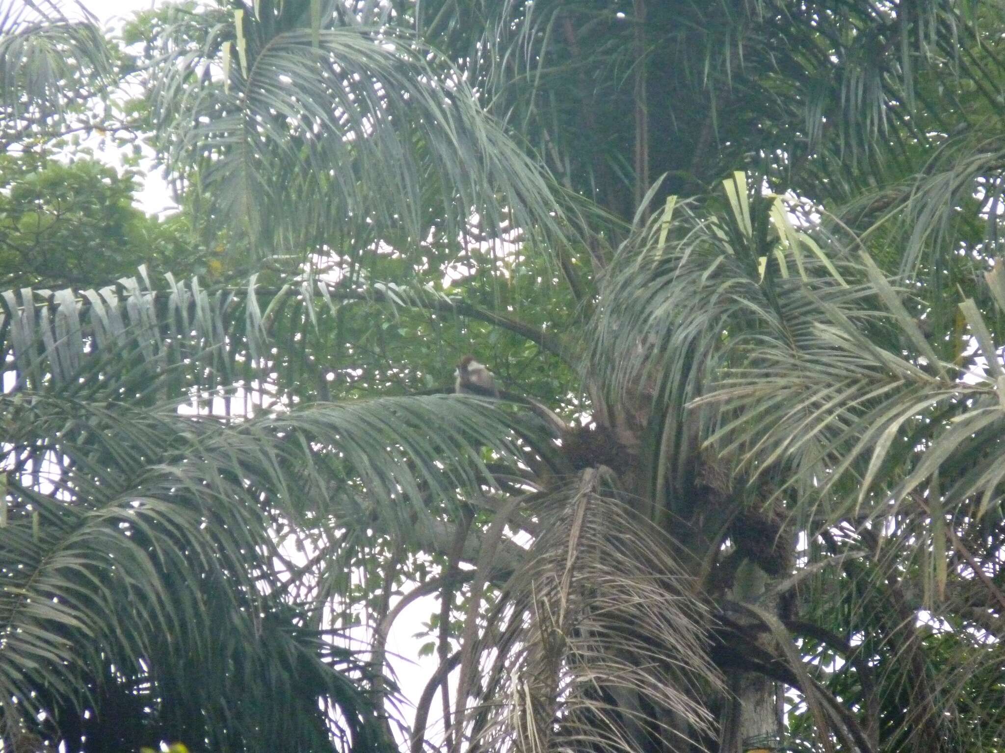 Image of Collared Mangabey