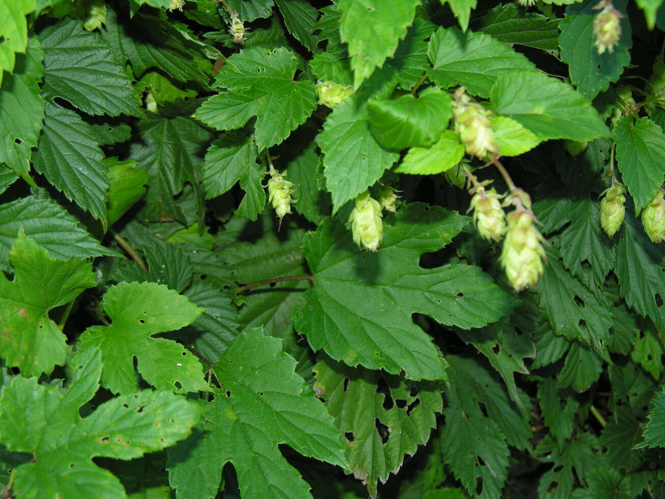 Image of common hop