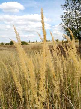 Imagem de Calamagrostis epigejos (L.) Roth